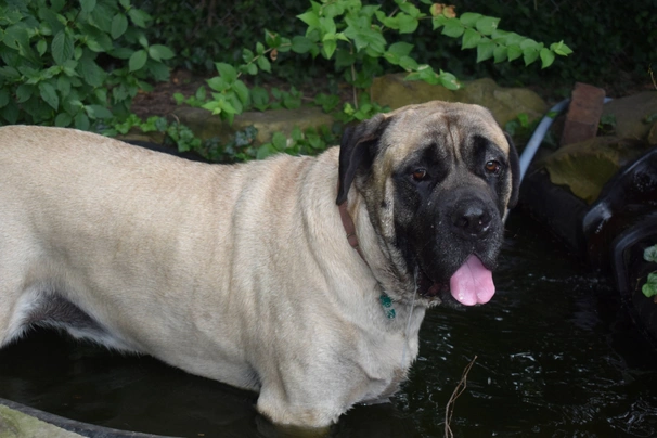 Anglický mastif Dogs Plemeno / Druh: Povaha, Délka života & Cena | iFauna