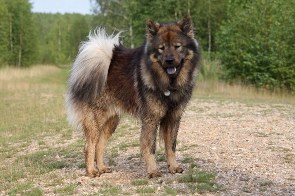 Eurasier Dogs Breed | Facts, Information and Advice | Pets4Homes
