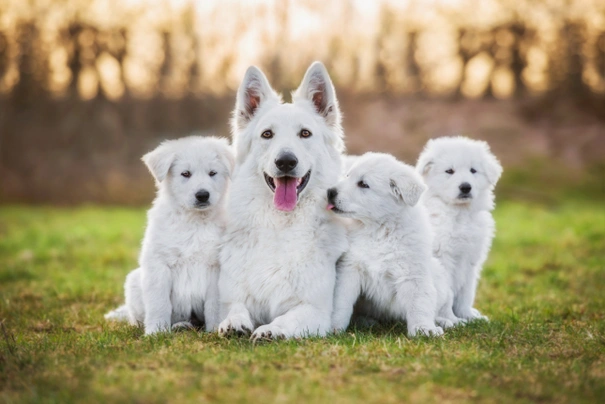 Bílý švýcarský ovčák Dogs Plemeno / Druh: Povaha, Délka života & Cena | iFauna