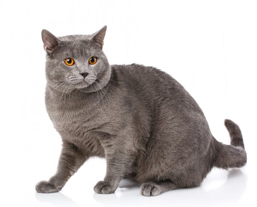 Chartreux Cats Breed | Facts, Information and Advice | Pets4Homes