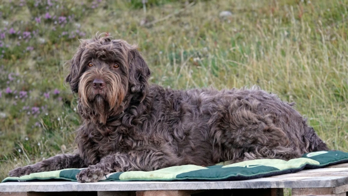 Pudlpointr Dogs Informace - velikost, povaha, délka života & cena | iFauna
