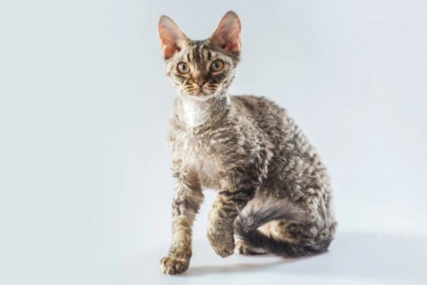 Cornish Rex Cats Plemeno / Druh: Povaha, Délka života & Cena | iFauna