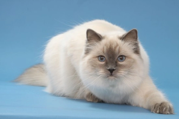 Ragdoll Cats Breed - Information, Temperament, Size & Price | Pets4Homes