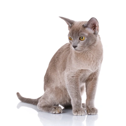 Asijská kočka Cats Plemeno / Druh: Povaha, Délka života & Cena | iFauna