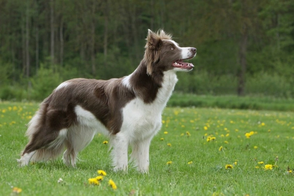 los border collies son buenos con los conejos