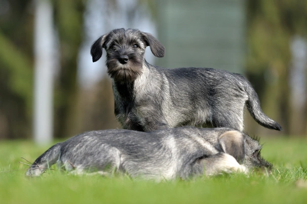 Knírač střední Dogs Informace - velikost, povaha, délka života & cena | iFauna