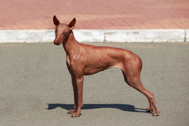 Perro Sin Pelo de Perú Dogs Raza - Características, Fotos & Precio | MundoAnimalia