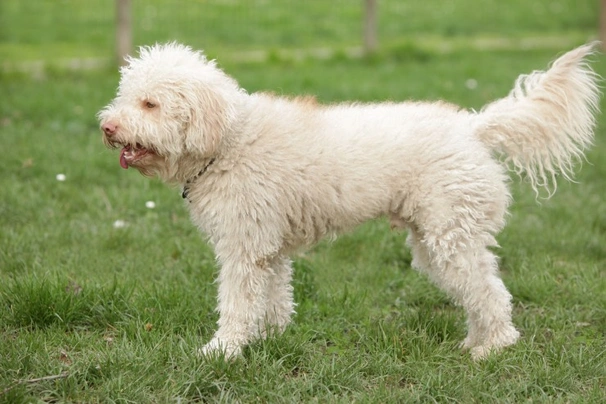 Lagotto Romagnolo Dogs Breed - Information, Temperament, Size & Price | Pets4Homes
