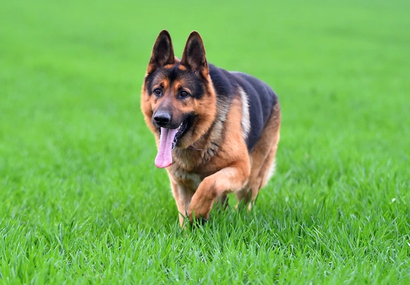 German Shepherd Dogs Breed - Information, Temperament, Size & Price | Pets4Homes