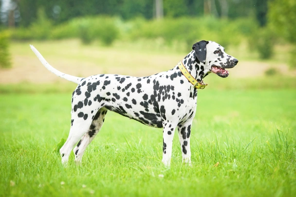 Dalmatin Dogs Informace - velikost, povaha, délka života & cena | iFauna