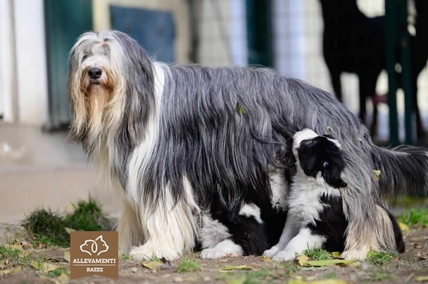 Bearded cheap collie price