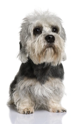 Dandie Dinmont Terriër Dogs Ras: Karakter, Levensduur & Prijs | Puppyplaats