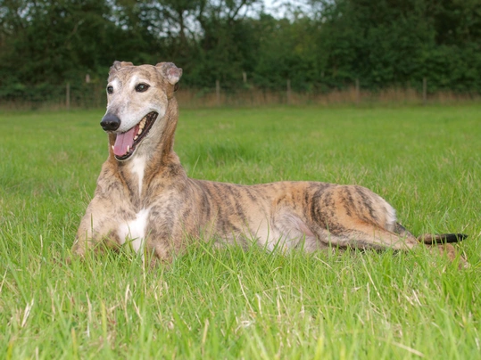 Greyhound Dogs Ras: Karakter, Levensduur & Prijs | Puppyplaats