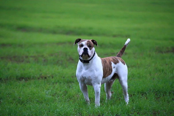 Bulldog Americano Dogs Raza | Datos, Aspectos destacados y Consejos de compra | MundoAnimalia