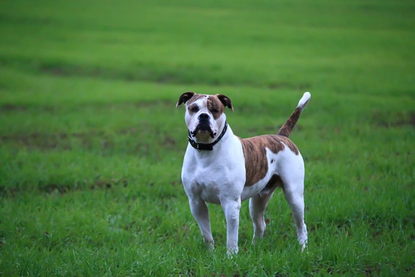 Americký buldok Dogs Informace - velikost, povaha, délka života & cena | iFauna