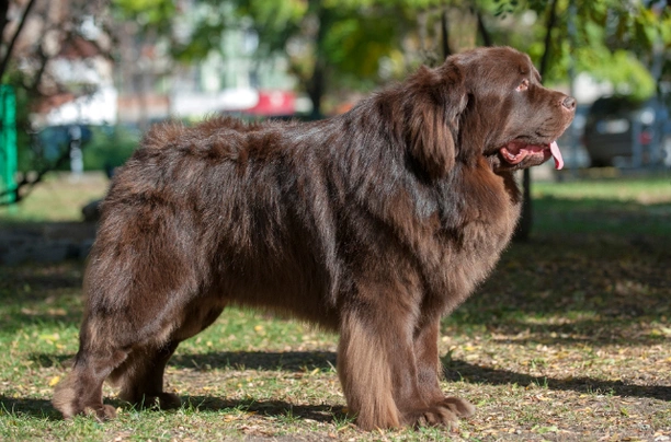 cuanto pesan los perros terranova