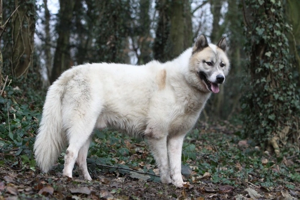 Greenland Dog Dogs Breed - Information, Temperament, Size & Price | Pets4Homes