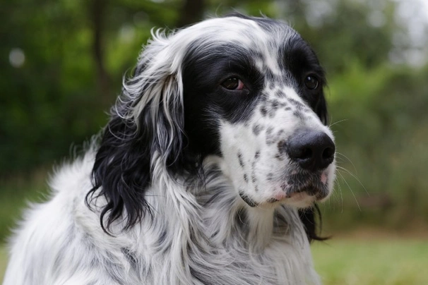 English setter and poodle sales mix