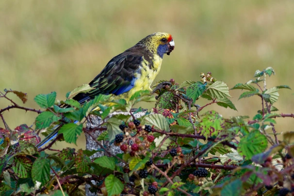 Rosela žlutobřichá Birds Informace - velikost, povaha, délka života & cena | iFauna