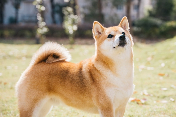 Japanese store shiba inu