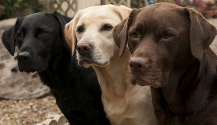 Labradorský retrívr Dogs Plemeno / Druh: Povaha, Délka života & Cena | iFauna