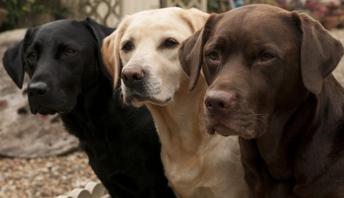 puede el labrador retriever ser negro