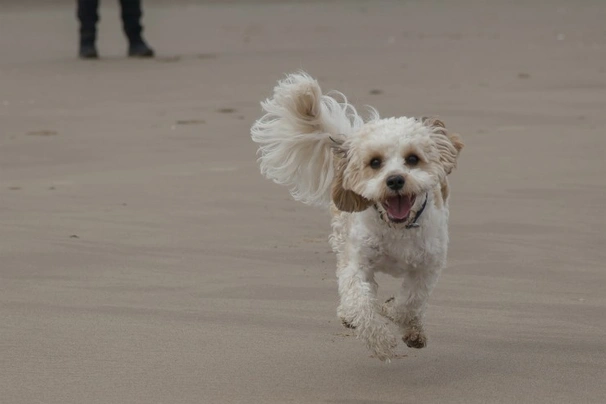 Cavachon Dogs Breed - Information, Temperament, Size & Price | Pets4Homes