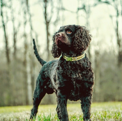 Americký vodní španěl Dogs Informace - velikost, povaha, délka života & cena | iFauna