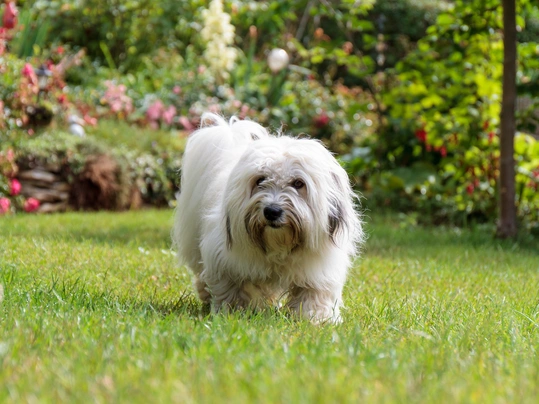 Coton de Tulear Dogs Razza - Prezzo, Temperamento & Foto | AnnunciAnimali