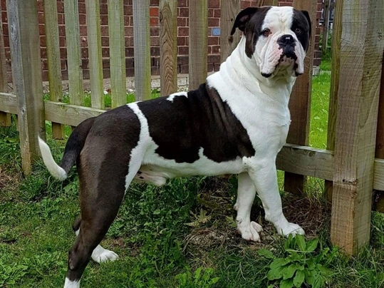 Alapaha blue hot sale blood bulldog female