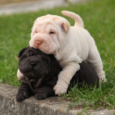 Full grown store shar pei dog