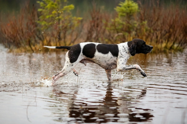 cual es la mejor raza pointer