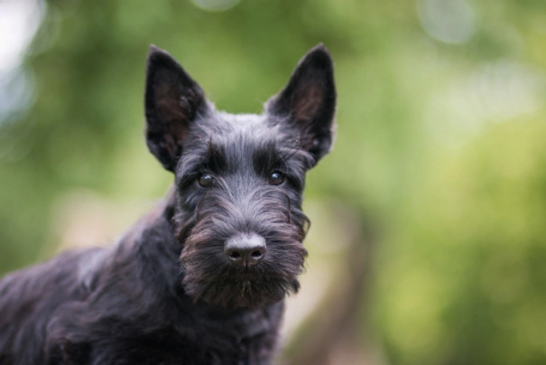 Scottish Terrier Dogs Breed - Information, Temperament, Size & Price | Pets4Homes