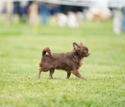 Chihuahua Dogs Razza - Prezzo, Temperamento & Foto | AnnunciAnimali