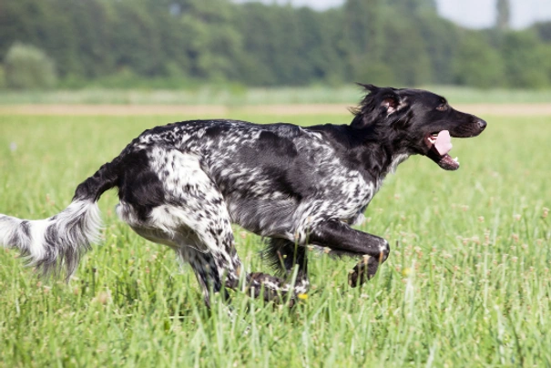 Velký münsterlandský ohař Dogs Informace - velikost, povaha, délka života & cena | iFauna