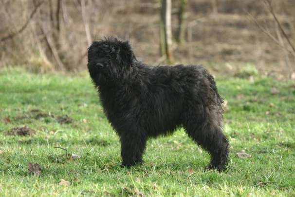 Flanderský bouvier Dogs Plemeno / Druh: Povaha, Délka života & Cena | iFauna