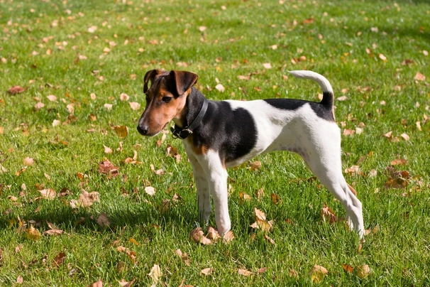 Fox Terrier de Pelo Liso Dogs Raza - Características, Fotos & Precio | MundoAnimalia