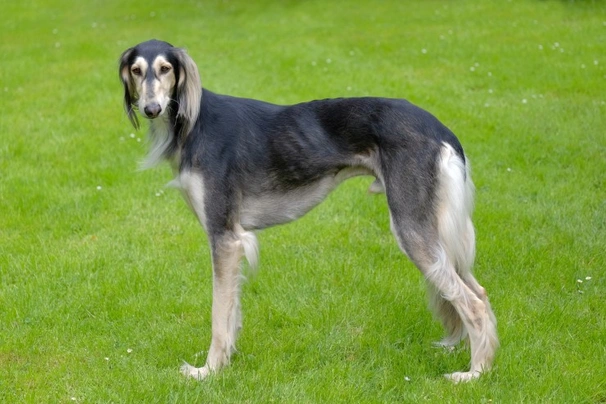 Saluki Dogs Ras: Karakter, Levensduur & Prijs | Puppyplaats