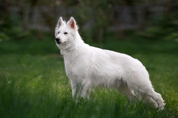 Bílý švýcarský ovčák Dogs Plemeno / Druh: Povaha, Délka života & Cena | iFauna