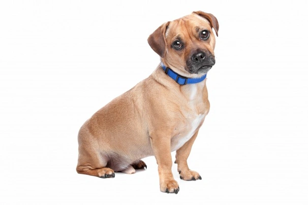 Jack russell hot sale pugs