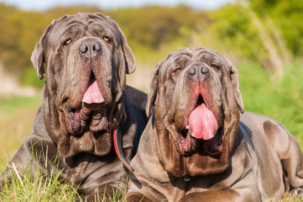 Mastino Napoletano Dogs Ras: Karakter, Levensduur & Prijs | Puppyplaats