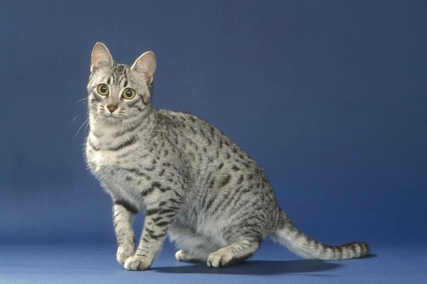 Golden sales egyptian mau