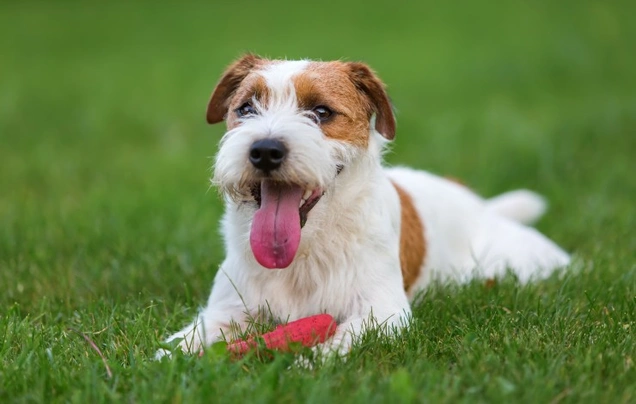 Parson Russell Terrier Dogs Razza - Prezzo, Temperamento & Foto | AnnunciAnimali