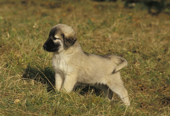 Anatolský pastevecký pes Dogs Informace - velikost, povaha, délka života & cena | iFauna