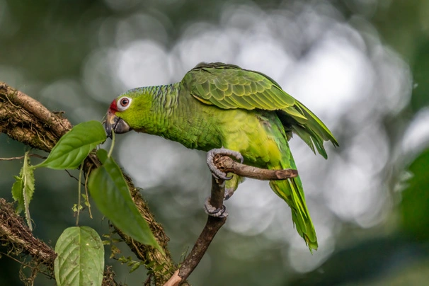 Amazoňan žlutolící Birds Informace - velikost, povaha, délka života & cena | iFauna