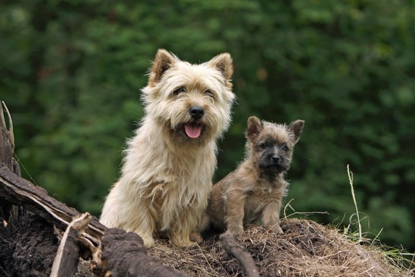 Cairn teriér Dogs Informace - velikost, povaha, délka života & cena | iFauna