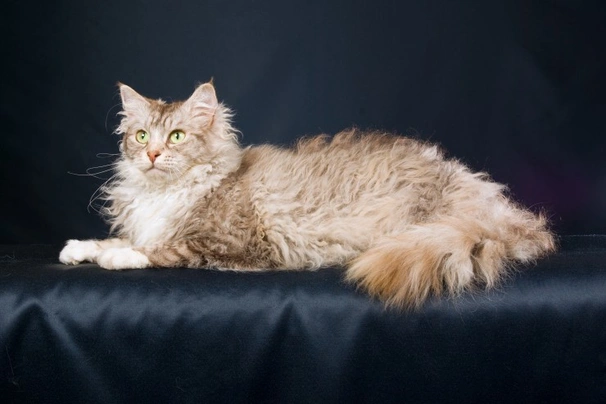 LaPerm Cats Breed - Information, Temperament, Size & Price | Pets4Homes