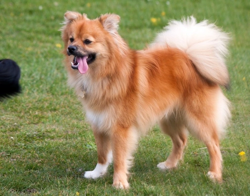 Pom-Chi Dog Breed Health, Temperament, Training, Feeding and