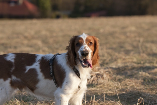 Welsh Springer Spaniel Dogs Raza - Características, Fotos & Precio | MundoAnimalia