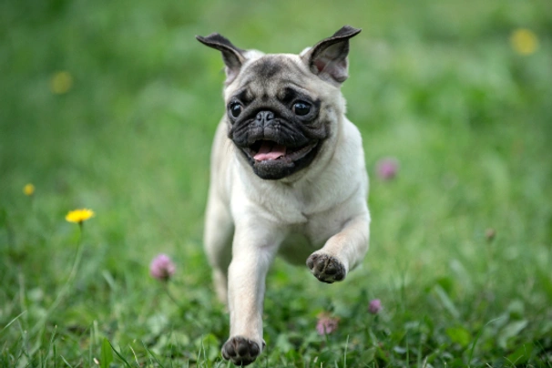 Pug Dogs Breed - Information, Temperament, Size & Price | Pets4Homes